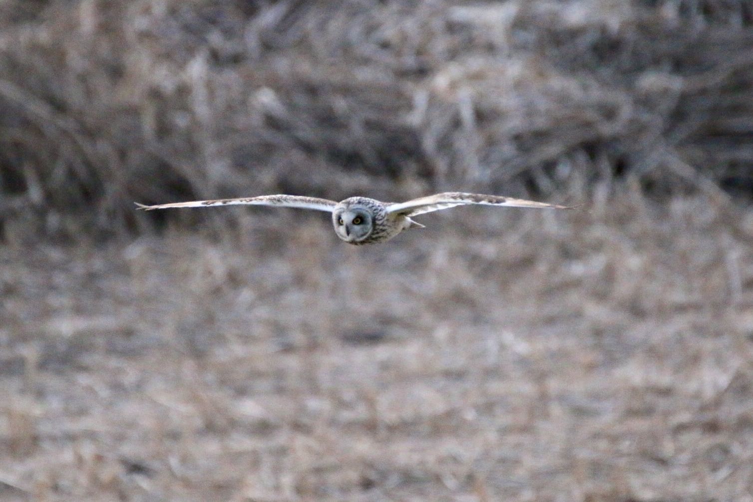 渡良瀬遊水地 コミミズクの写真 by ゴロー