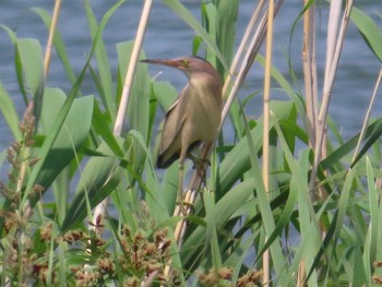 2021年6月11日(金) 大沼(宮城県仙台市)の野鳥観察記録