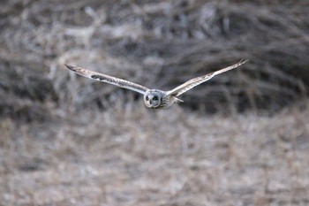 Short-eared Owl Watarase Yusuichi (Wetland) Fri, 3/17/2017