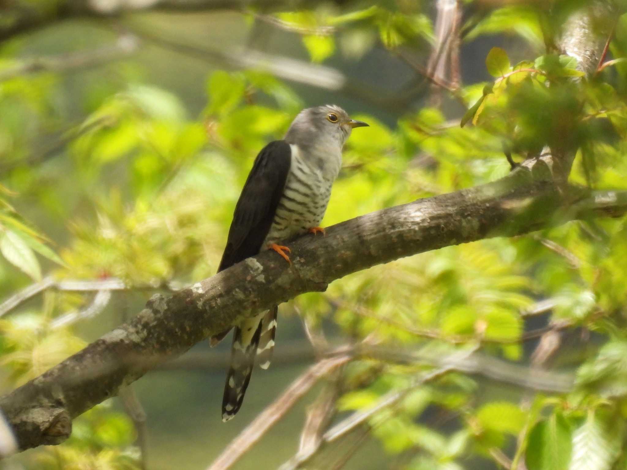 Photo of Lesser Cuckoo at 烏帽子岳 by 上別府志郎