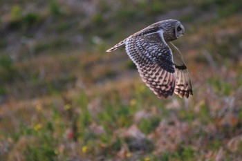 Short-eared Owl Watarase Yusuichi (Wetland) Fri, 3/17/2017