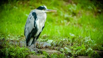 Grey Heron Nogawa Sat, 10/24/2020