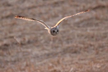 Short-eared Owl Watarase Yusuichi (Wetland) Fri, 3/17/2017