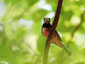 Varied Tit 八王子城跡 Thu, 6/10/2021