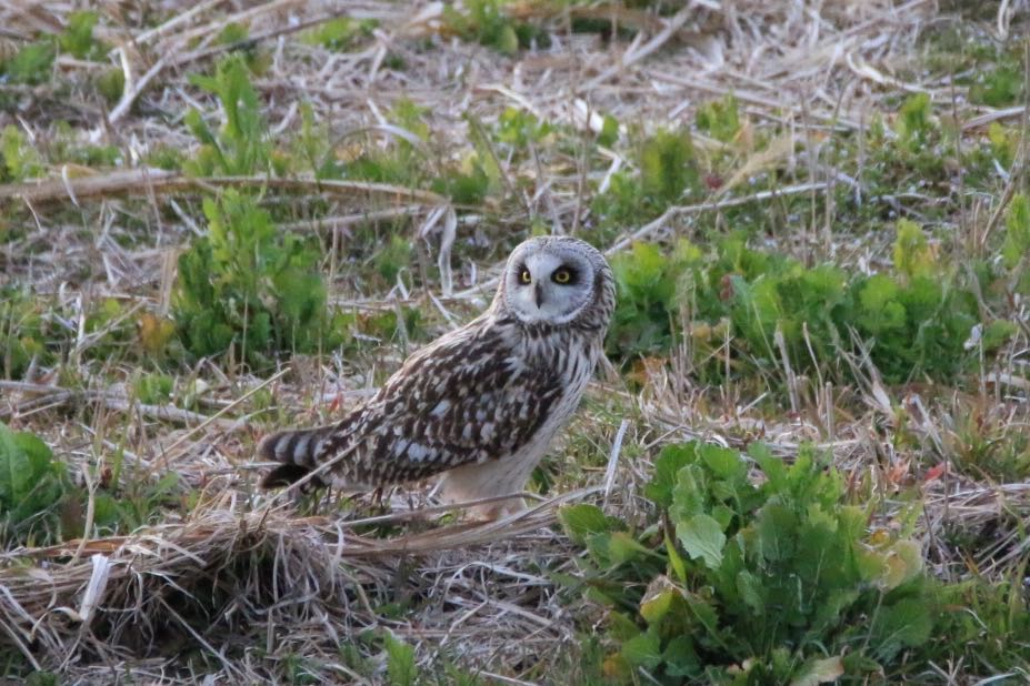Photo of Short-eared Owl at Watarase Yusuichi (Wetland)