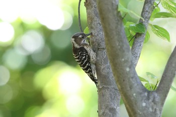 Japanese Pygmy Woodpecker 岡本梅林公園 Thu, 5/13/2021