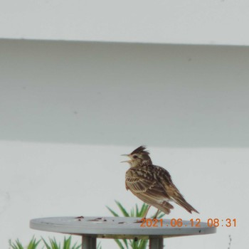 Eurasian Skylark 豊洲 Sat, 6/12/2021