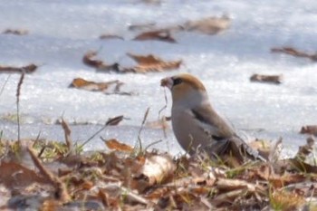 Hawfinch 湖畔 Sat, 3/18/2017