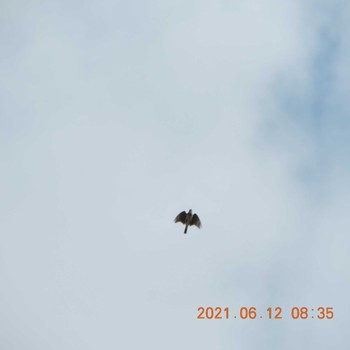 Eurasian Skylark 豊洲 Sat, 6/12/2021