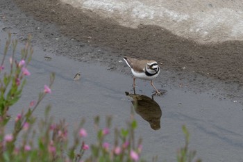 Little Ringed Plover 横浜市 Wed, 4/28/2021