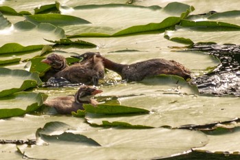 カイツブリ 三ツ池公園(横浜市鶴見区) 2021年6月11日(金)