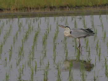 Fri, 6/11/2021 Birding report at 潟ノ内(島根県松江市)