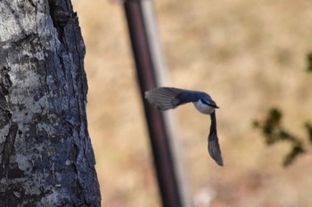 Eurasian Nuthatch 湖畔 Sat, 3/18/2017