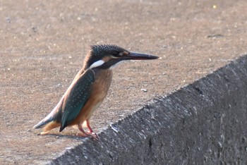 カワセミ 須崎調整池 2021年6月7日(月)