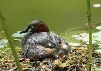 カイツブリ 浜名湖 2021年6月12日(土)