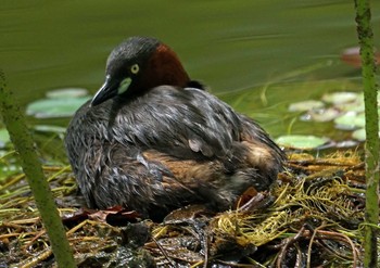 カイツブリ 浜名湖 2021年6月12日(土)