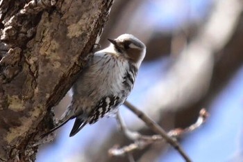 Japanese Pygmy Woodpecker 湖畔 Sat, 3/18/2017