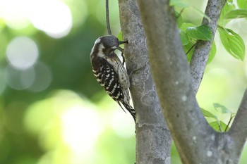 Japanese Pygmy Woodpecker 岡本梅林公園 Thu, 5/13/2021