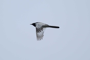 2021年6月12日(土) 多摩川二ヶ領宿河原堰の野鳥観察記録