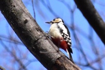 Great Spotted Woodpecker(japonicus) 財田 Sat, 3/18/2017