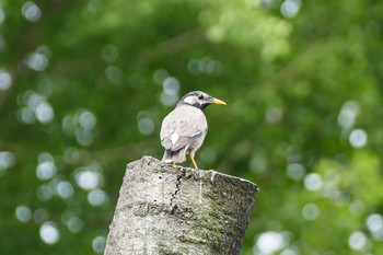 White-cheeked Starling Ukima Park Sat, 6/12/2021