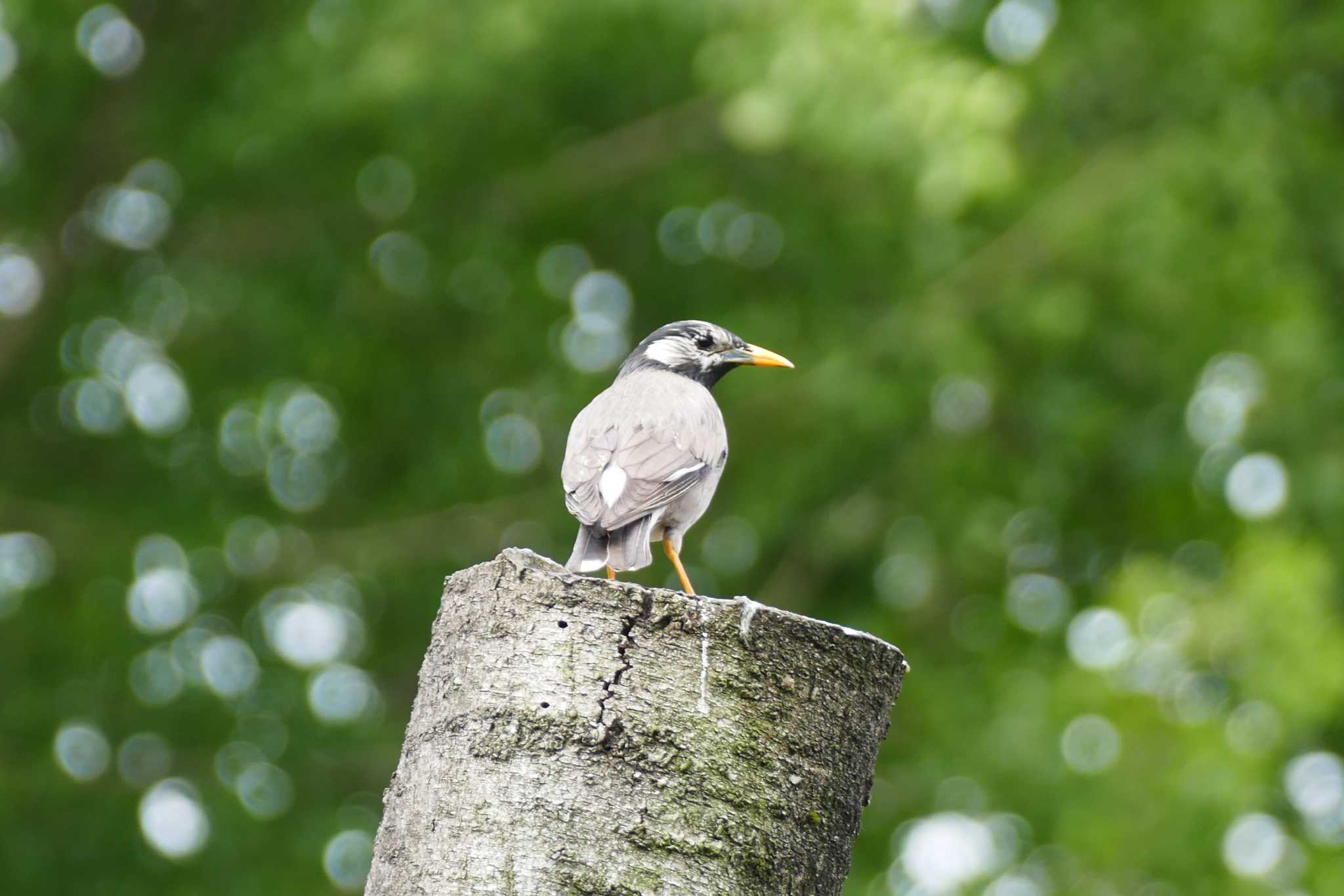 White-cheeked Starling