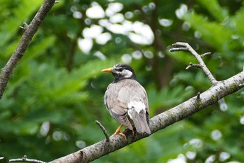 White-cheeked Starling Ukima Park Sat, 6/12/2021