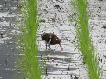 Greater Painted-snipe 池島 Sat, 6/12/2021