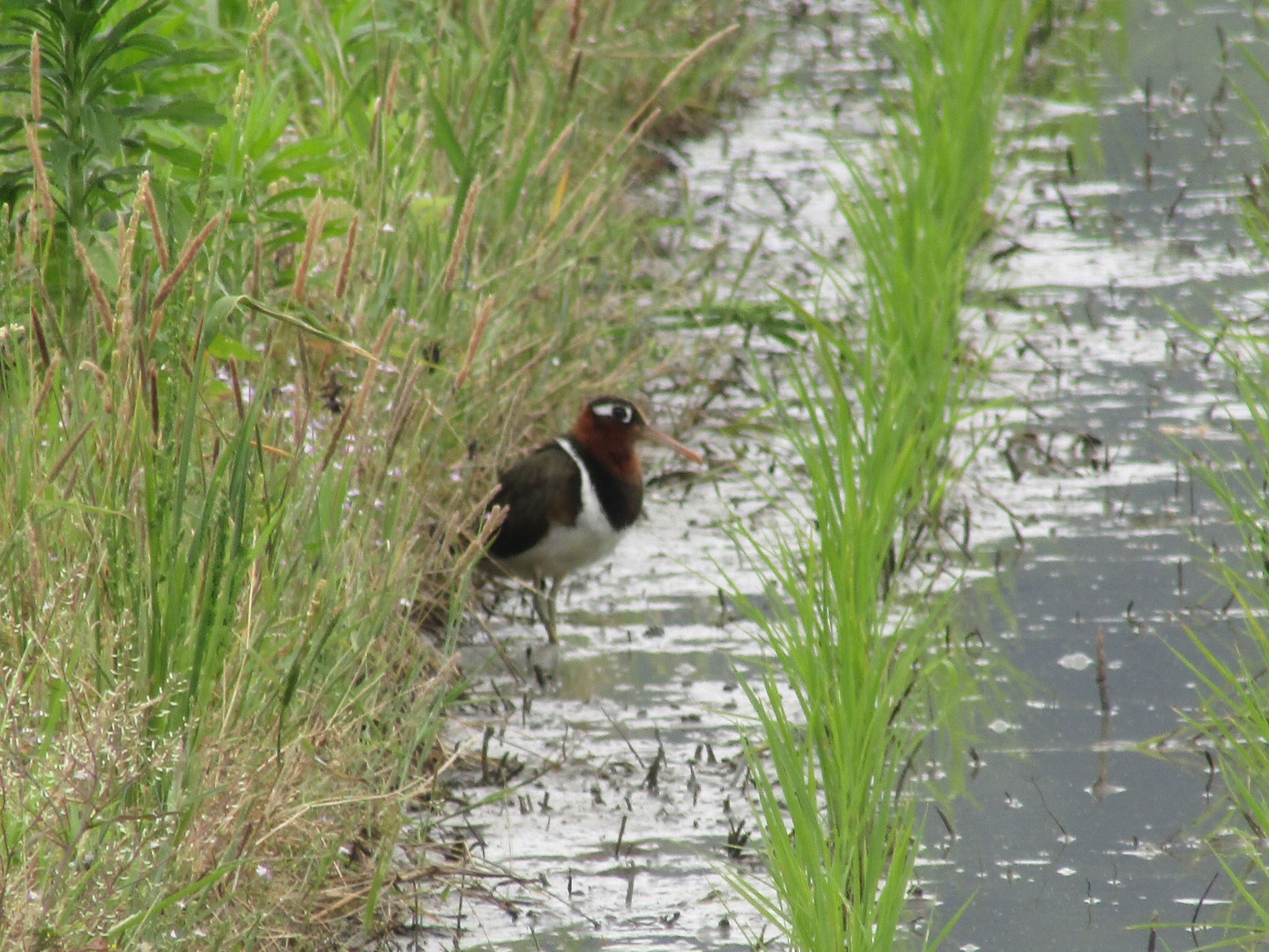 Photo of Greater Painted-snipe at 池島 by みゆう