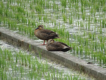 Eastern Spot-billed Duck 池島 Sat, 6/12/2021