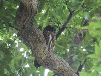 2021年6月12日(土) 東大阪市の野鳥観察記録