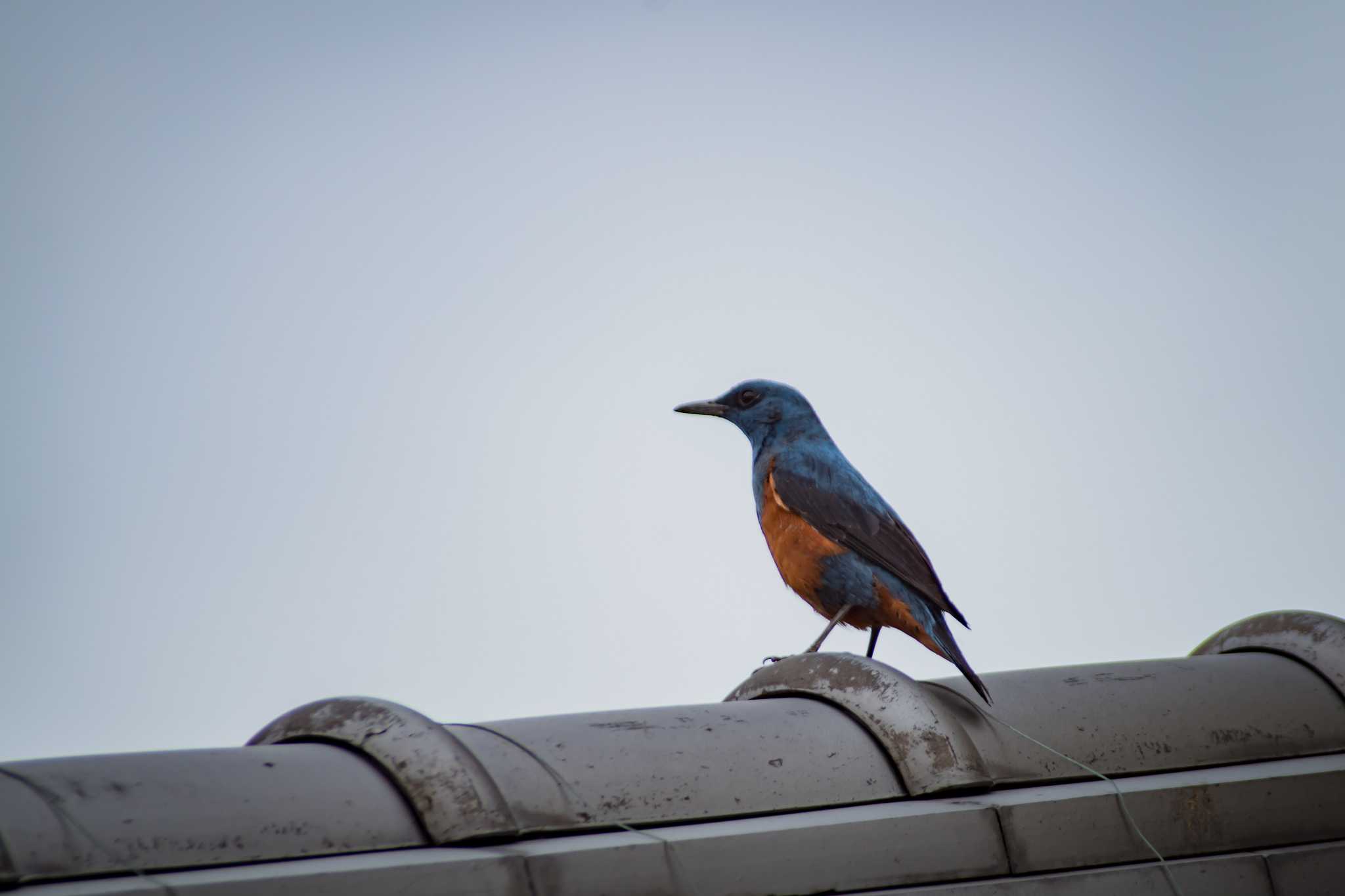 Photo of Blue Rock Thrush at 城山古墳