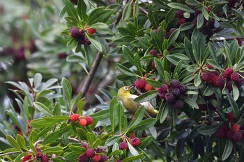 2021年6月12日(土) 長浜公園の野鳥観察記録