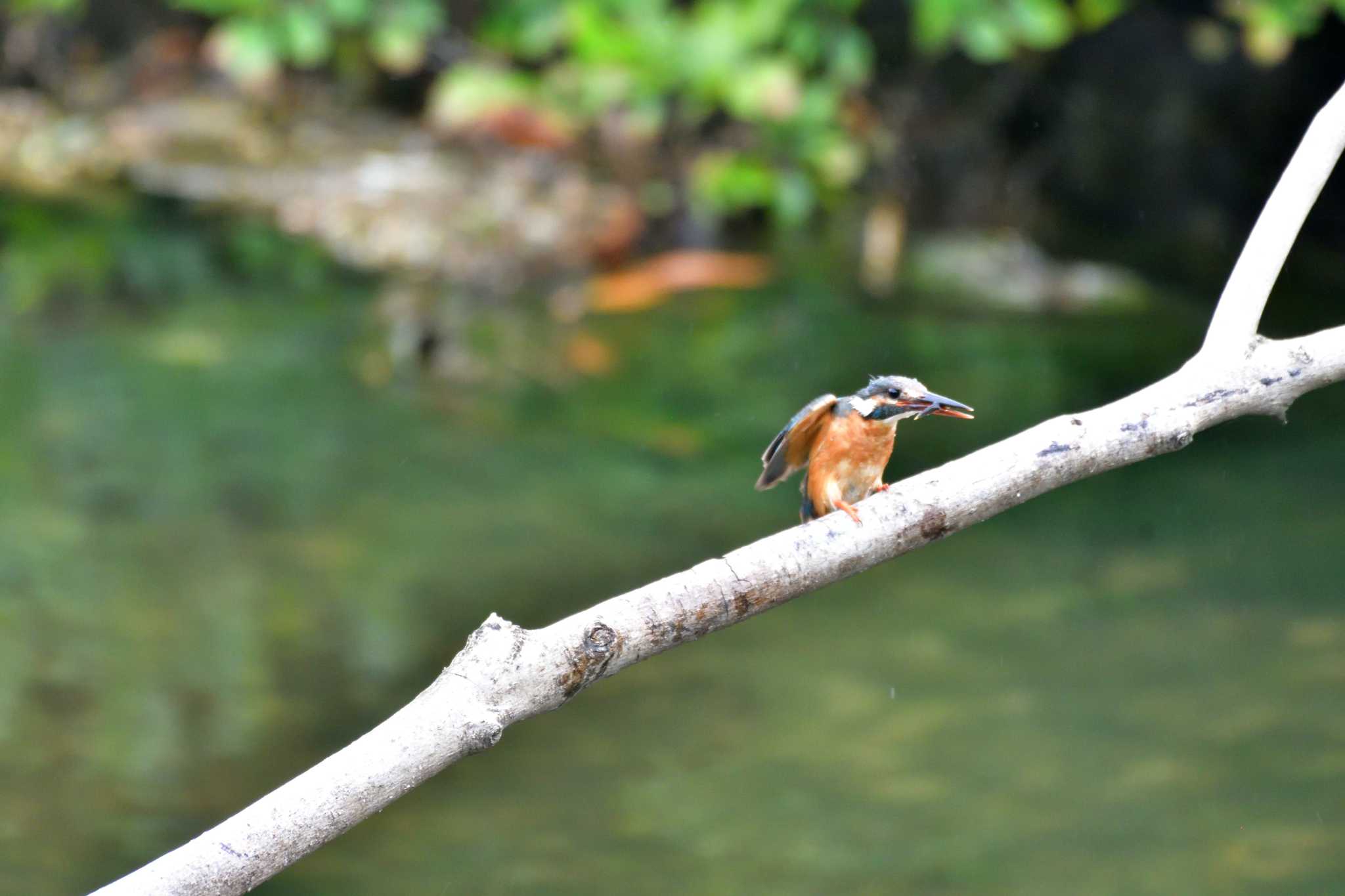 カワセミ