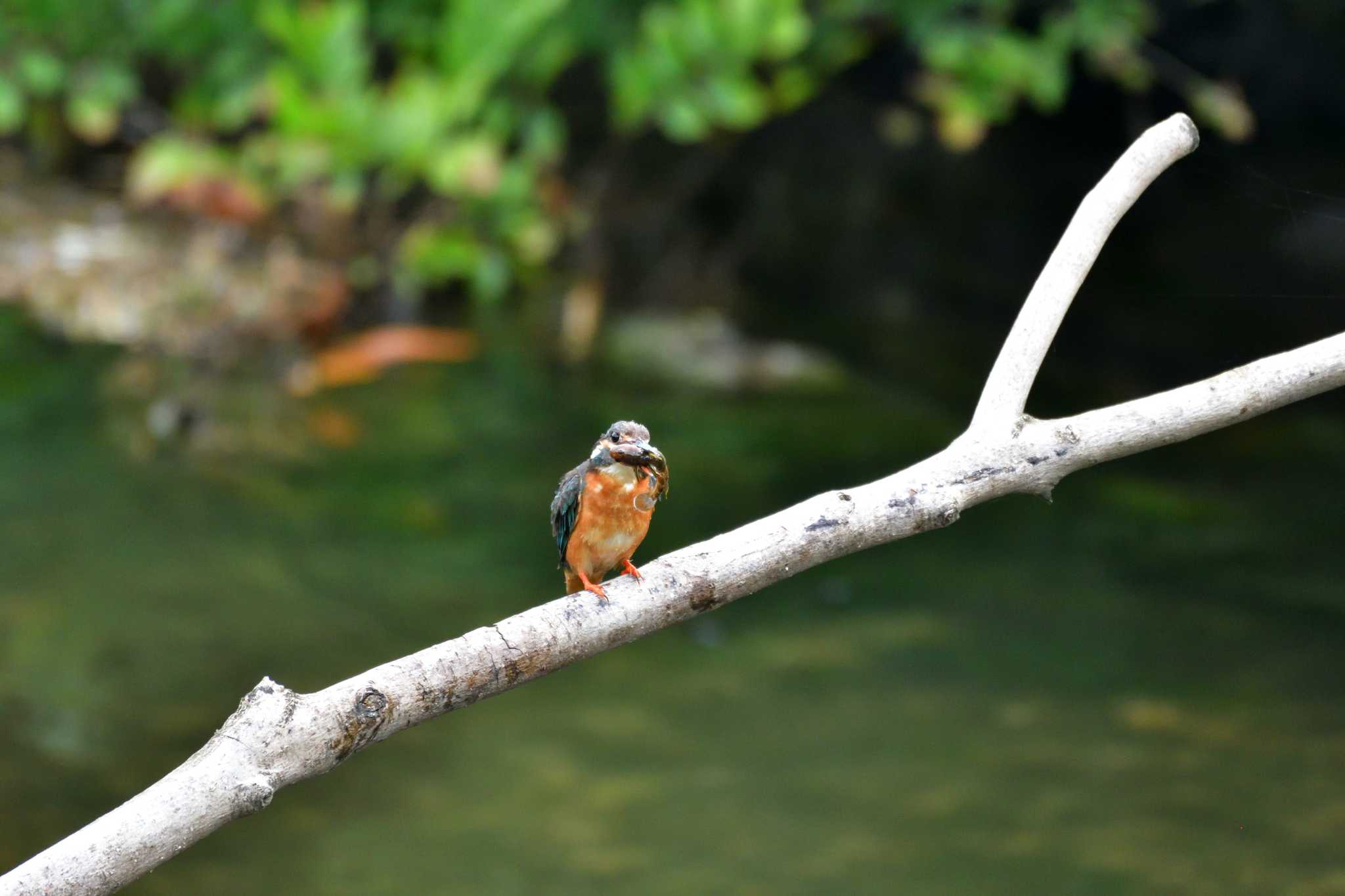 長浜公園 カワセミの写真 by やなさん