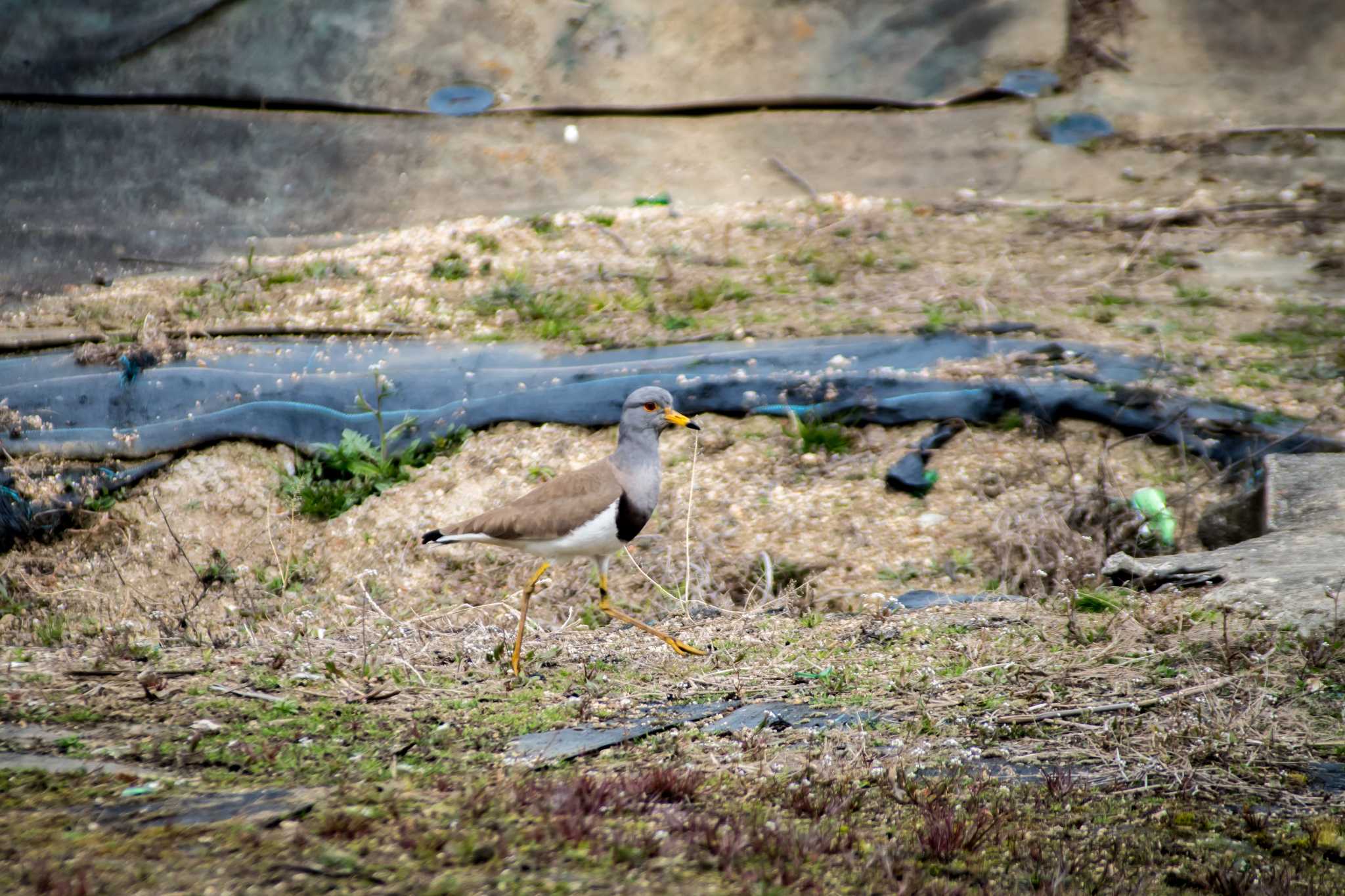 Photo of Grey-headed Lapwing at 城山古墳 by tatsuya