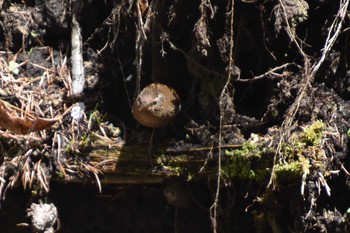 Eurasian Wren Karuizawa wild bird forest Mon, 5/10/2021