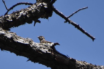 Ashy Minivet 軽井沢 Mon, 5/10/2021