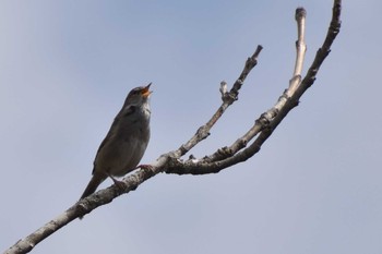 Japanese Bush Warbler Tamahara Wetland Sun, 5/9/2021