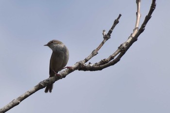 Japanese Bush Warbler Tamahara Wetland Sun, 5/9/2021