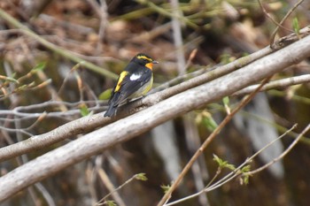 Narcissus Flycatcher Tamahara Wetland Sun, 5/9/2021