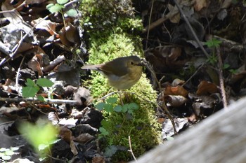 Siberian Blue Robin Karuizawa wild bird forest Mon, 5/10/2021