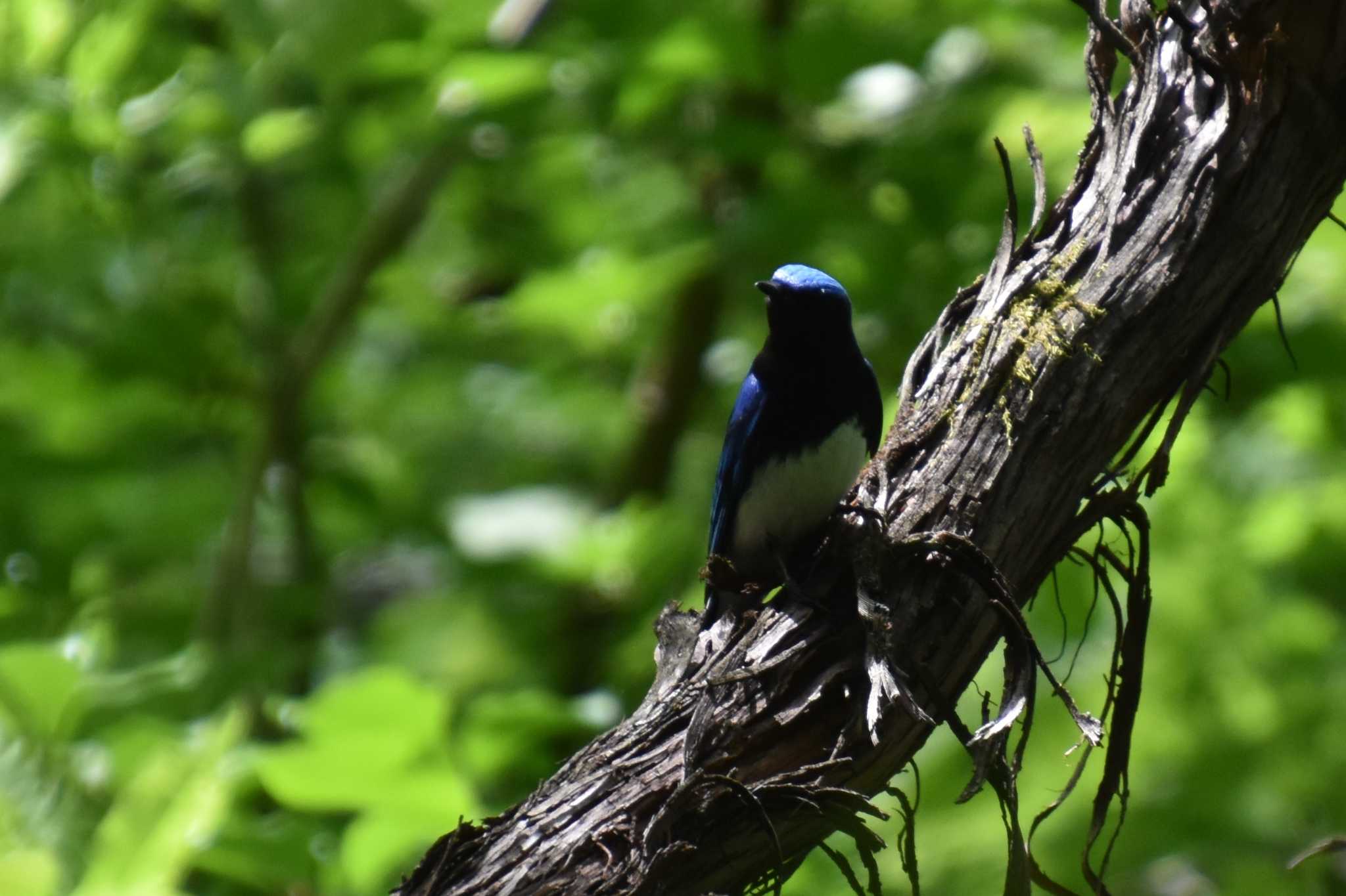 Photo of Blue-and-white Flycatcher at 軽井沢 by AK1952