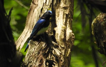 Blue-and-white Flycatcher 軽井沢 Wed, 6/2/2021