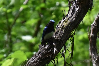 Blue-and-white Flycatcher 軽井沢 Wed, 6/2/2021