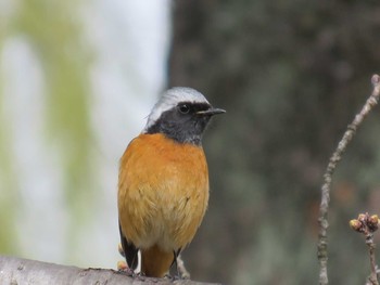 Daurian Redstart 岡山市後楽園 Sat, 3/18/2017