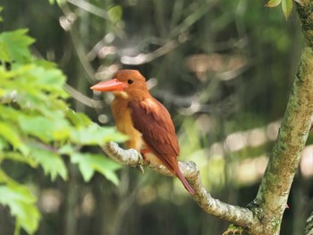 2021年6月10日(木) 段戸裏谷の野鳥観察記録