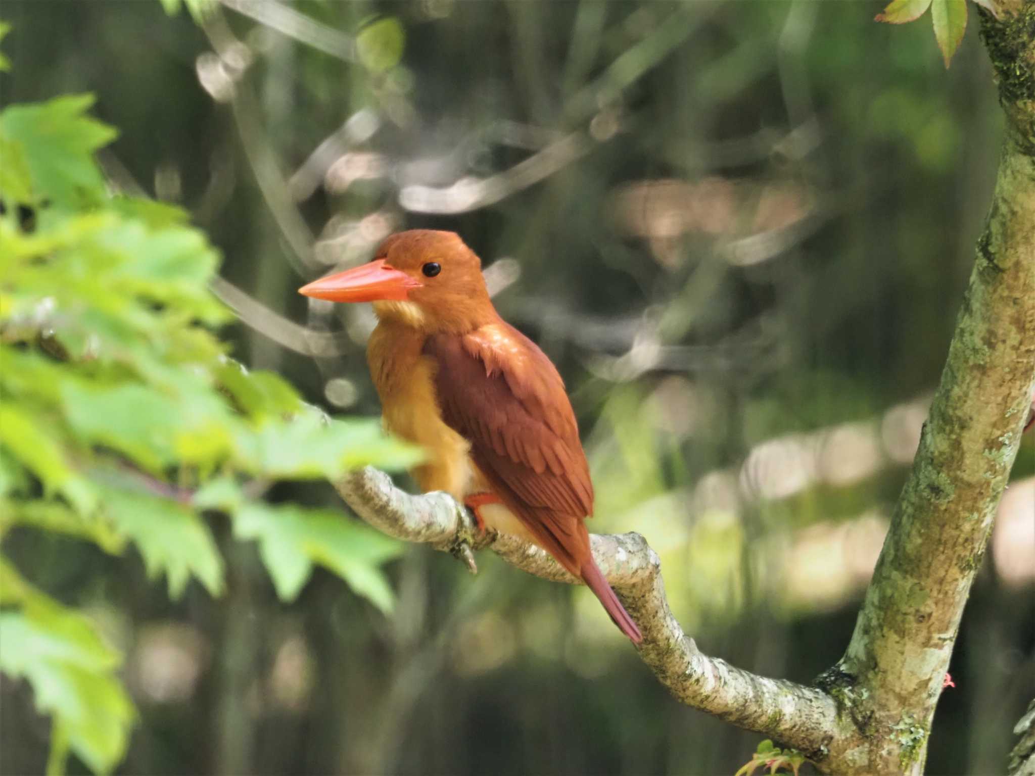 アカショウビン