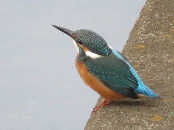 Common Kingfisher 引地川親水公園 Sat, 6/12/2021