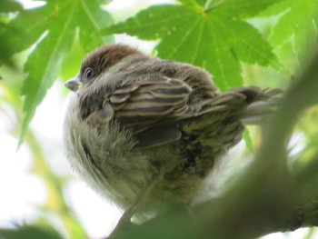 Eurasian Tree Sparrow 引地川親水公園 Sat, 6/12/2021